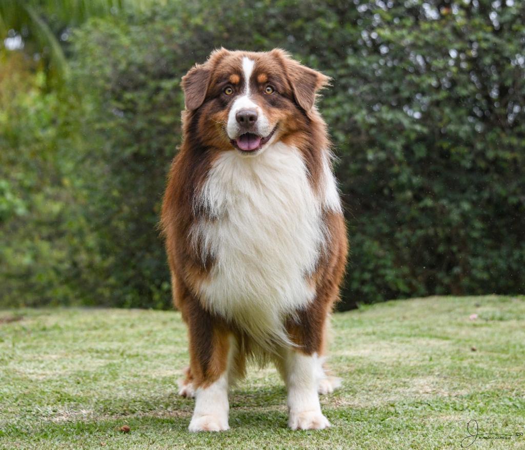 Australian Shepherd-Pastor Australiano - Australian Shepherd - Pastor  Australiano - São Roque - Australian Shepherd - Pastor Australiano