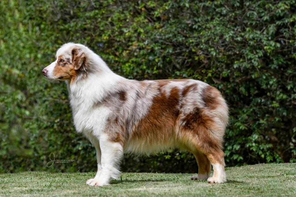 Australian Shepherd-Pastor Australiano - Australian Shepherd - Pastor  Australiano - São Roque - Australian Shepherd - Pastor Australiano